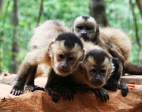 monos capuchinos